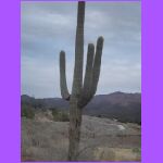 Cactus 2.jpg